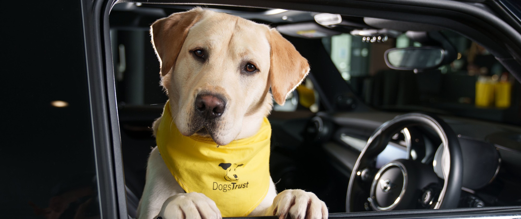 Dog inside MINI Car Image 1 Dog inside MINI Car Image 1
